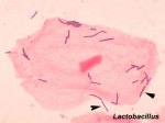 lactobacillus