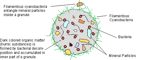 Granule cross-section (http://www-es.s.chiba-u.ac.jp/~takeuchi/crygranule.html)
