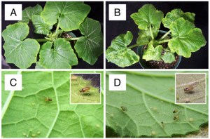 Aphids (winged and wingless forms) on squash plants.